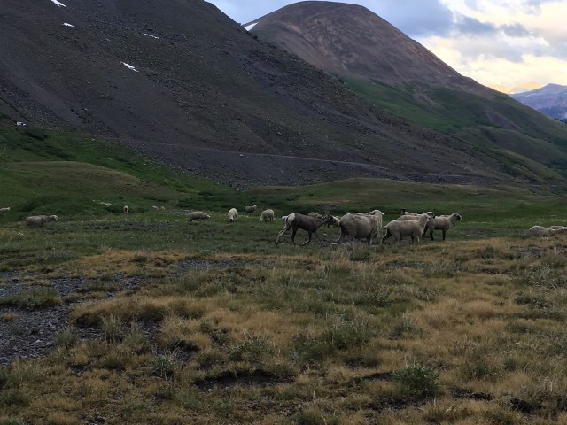 Bighorn among the herd